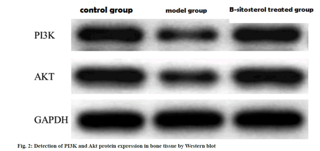 IJPS-protein