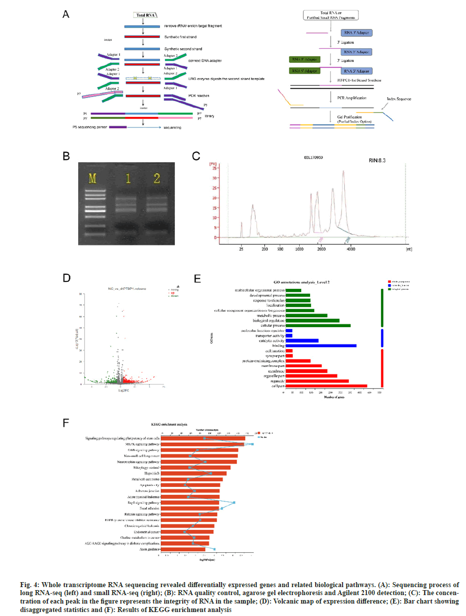 transcriptome