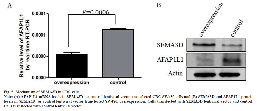 IJPS-transfected