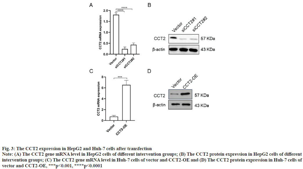 transfection