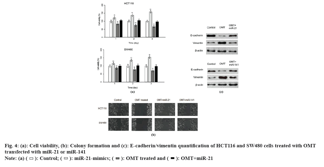 IJPS-vimentin