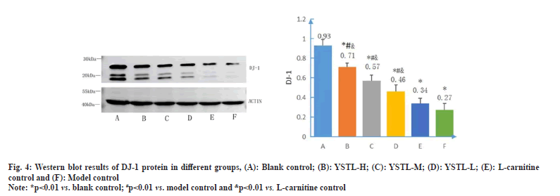 IJPS-western-blot