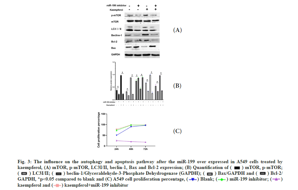 Autophagy