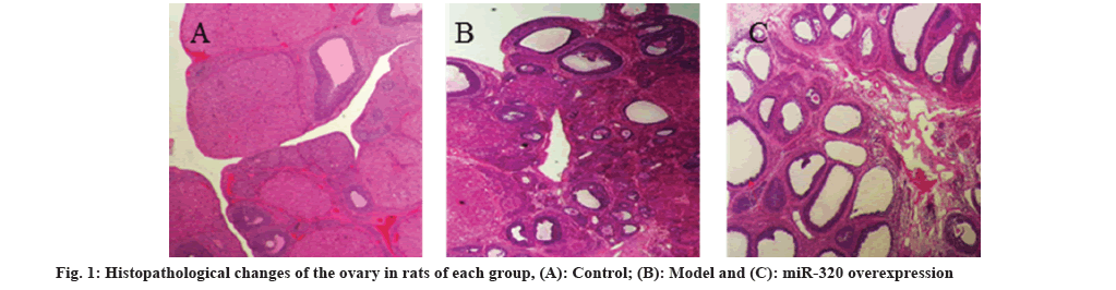 Histopathological