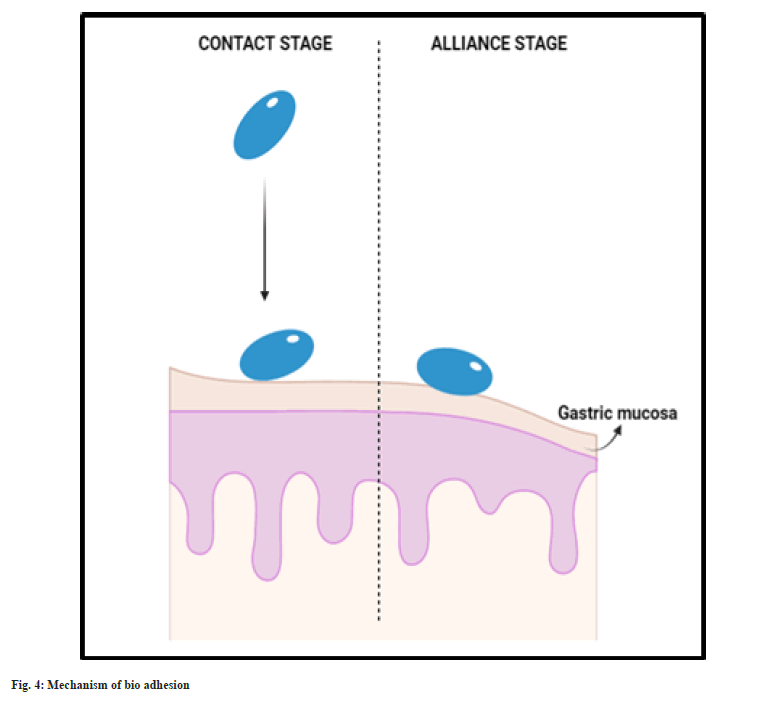 adhesion