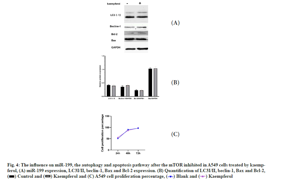 apoptosis