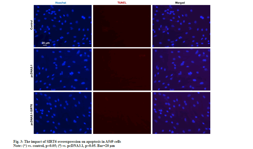 apoptosis