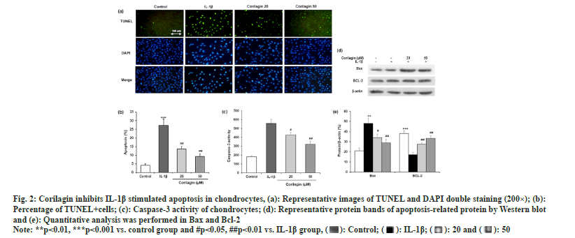 chondrocytes