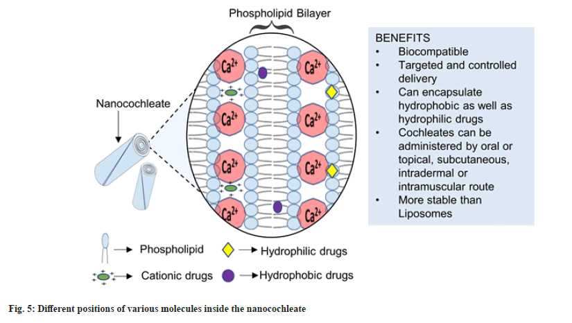 nanocochleate