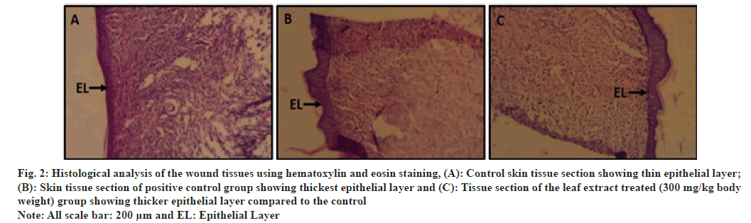 ijps-Histological