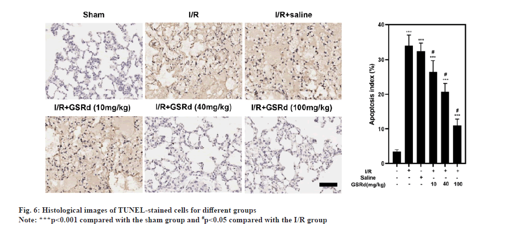 ijps-Histological