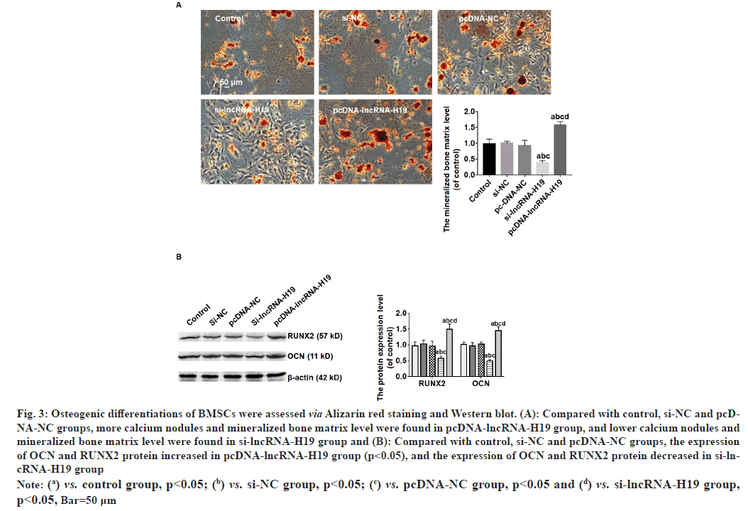 ijps-Osteogenic