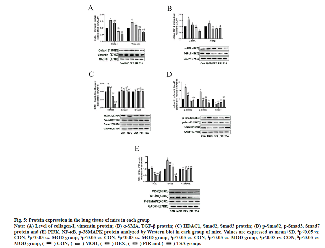 ijps-Protein