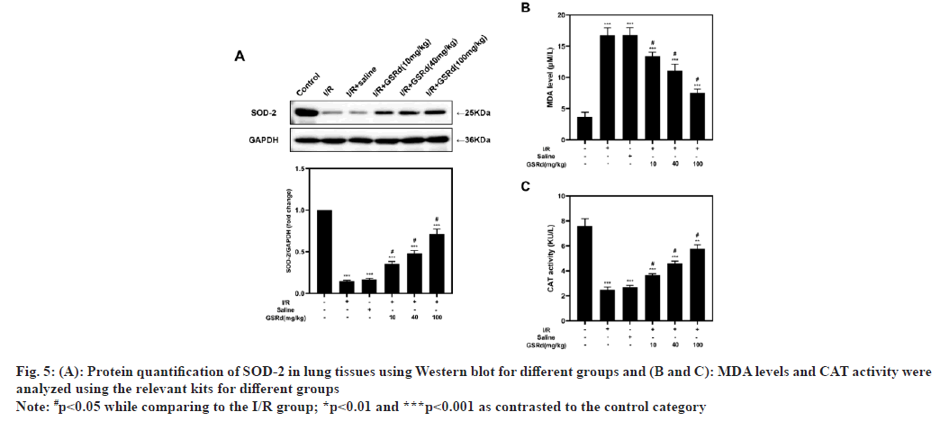 ijps-Protein