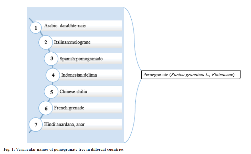 ijps-Vernacular