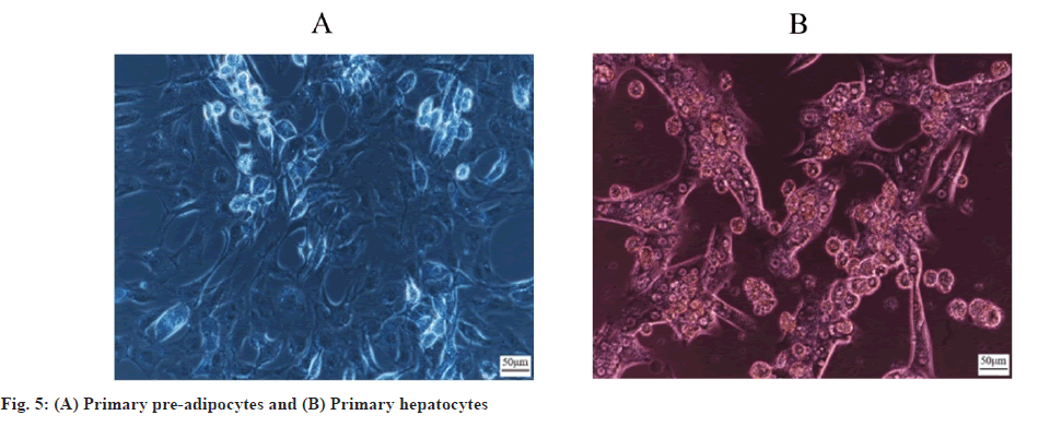 ijps-adipocytes