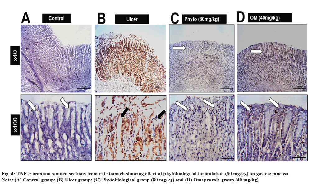 ijps-immuno