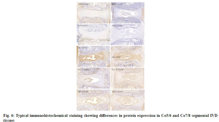 ijps-immunohistochemical