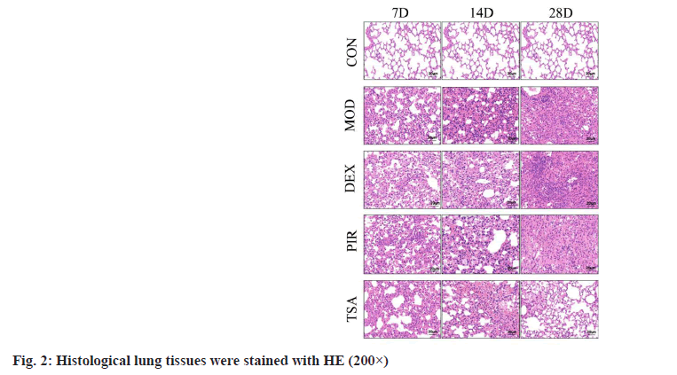 ijps-lung