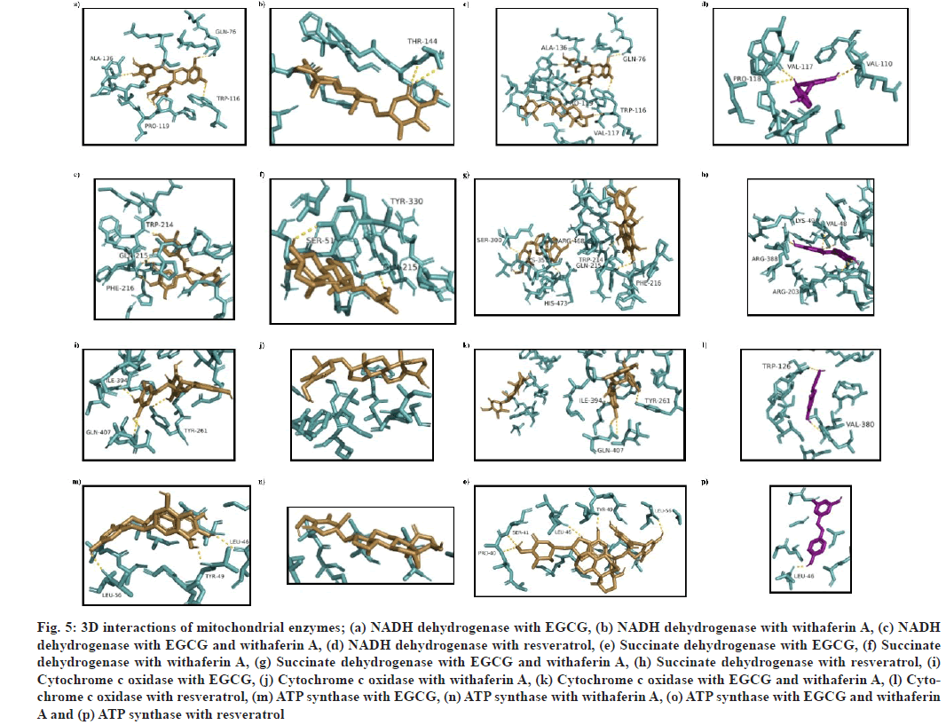 ijps-mitochondrial