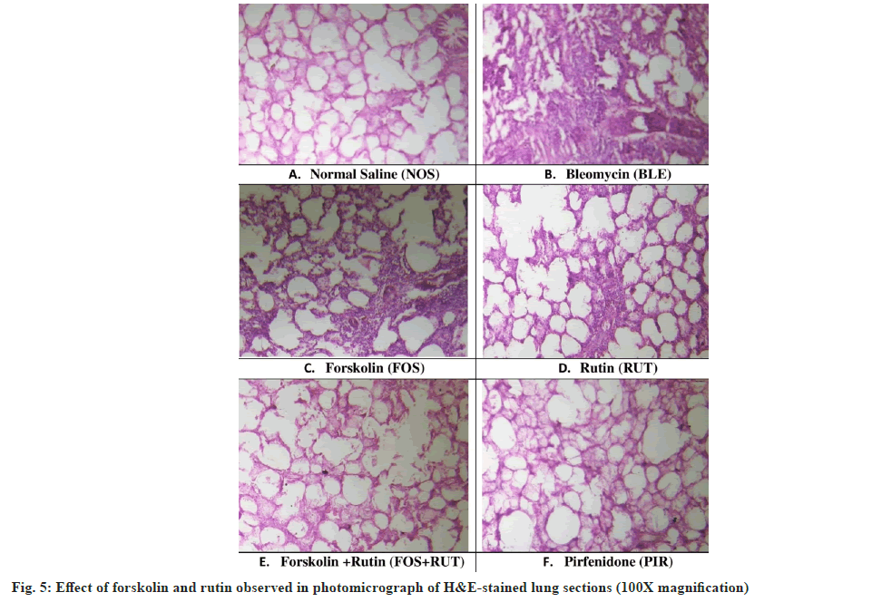 ijps-photomicrograph