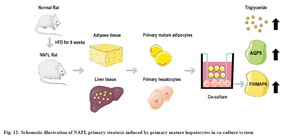 ijps-steatosis