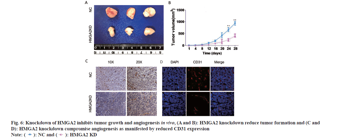 pharmaceutical-sciences-tumour