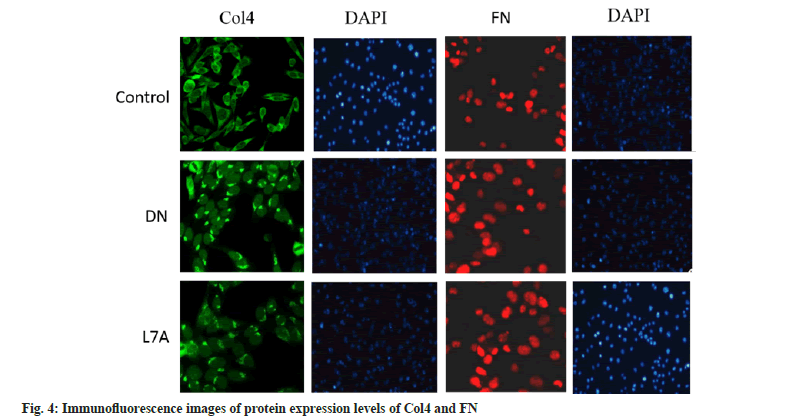 IJPS-Immunofluorescence