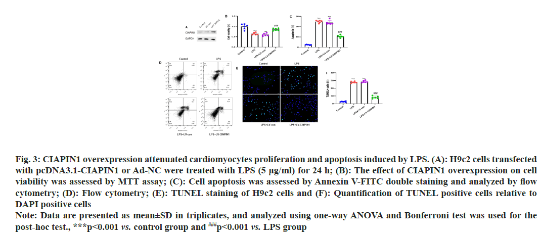 IJPS-Quantification