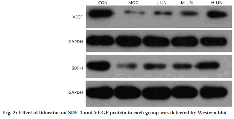 IJPS-VEGF