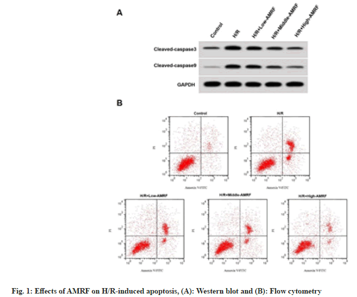 apoptosis