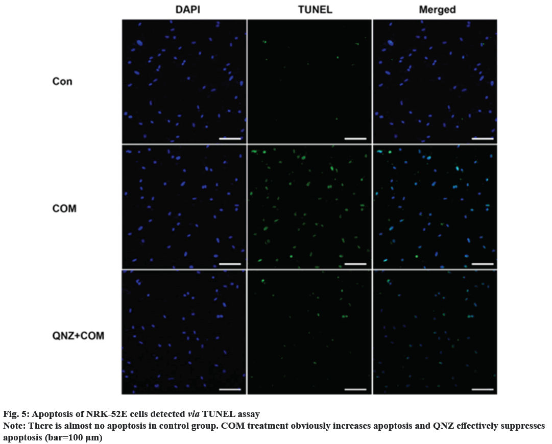 IJPS-apoptosis