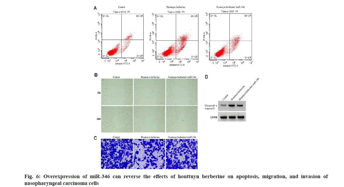 IJPS-apoptosis