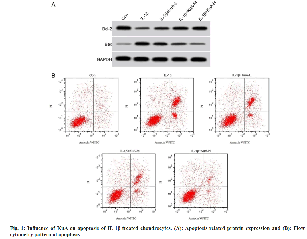 IJPS-apoptosis