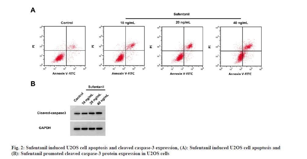 IJPS-apoptosis