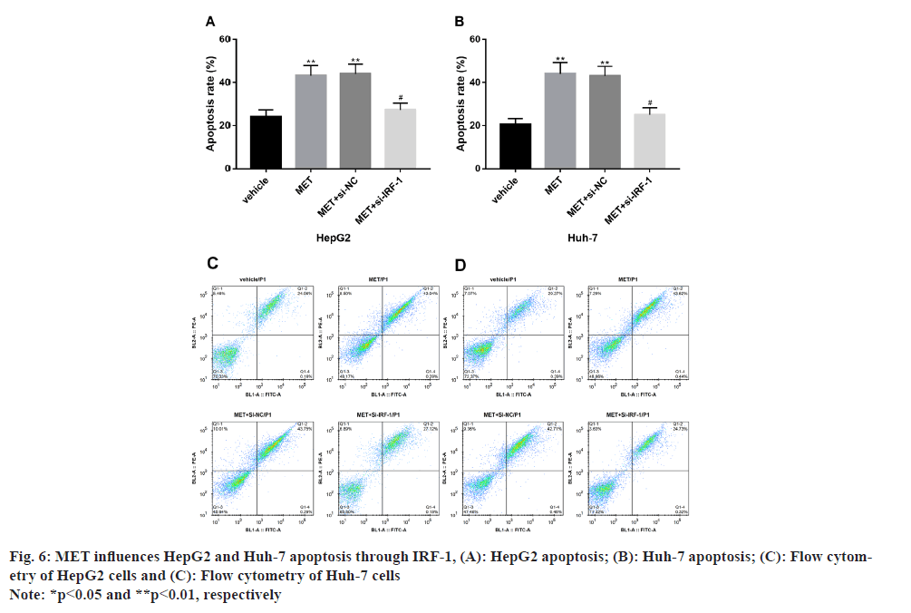 IJPS-apoptosis