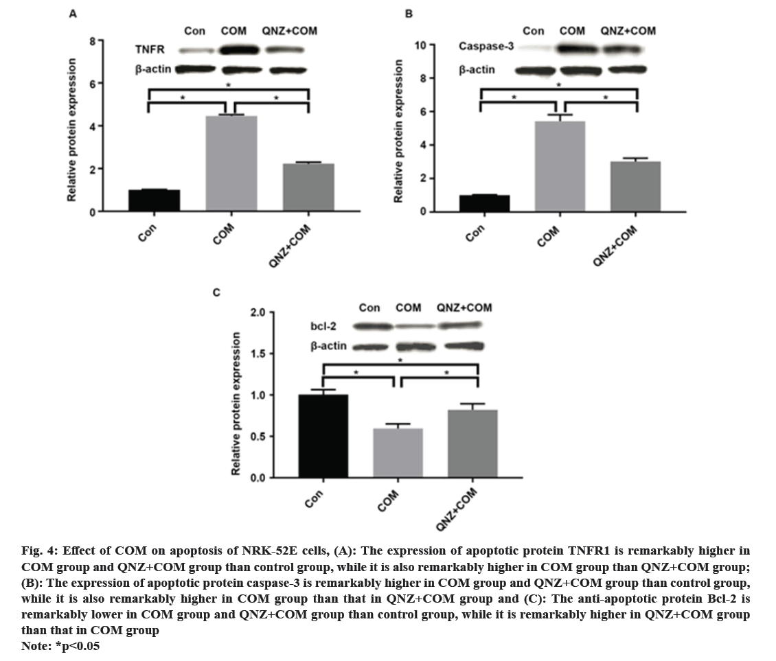 IJPS-apoptotic