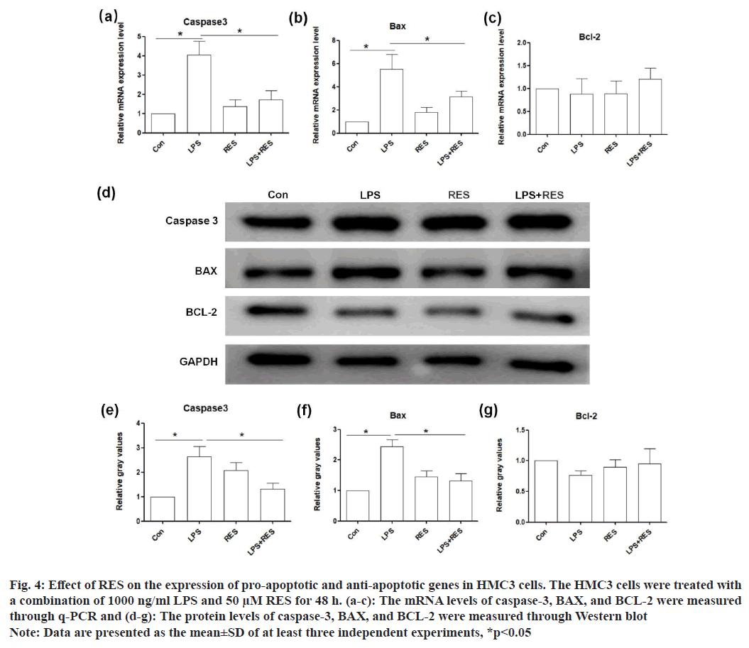 IJPS-apoptotic