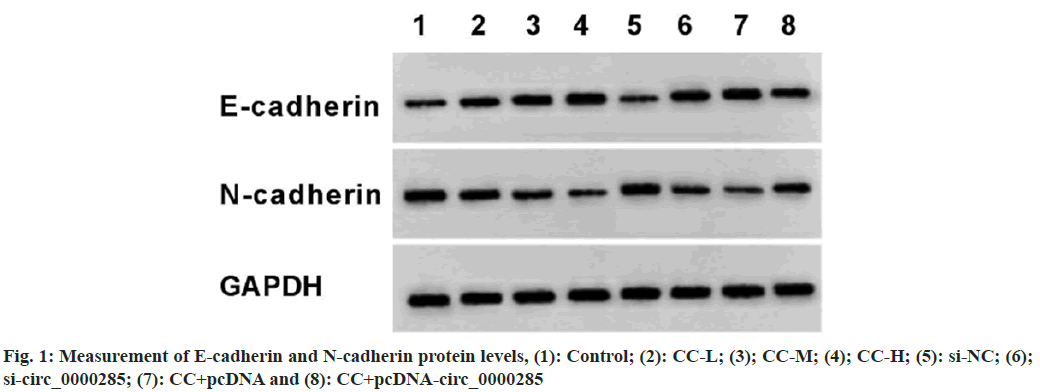 cadherin