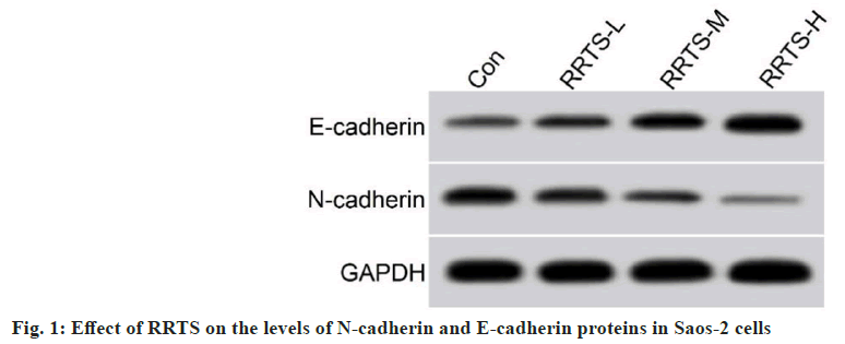 IJPS-cadherin