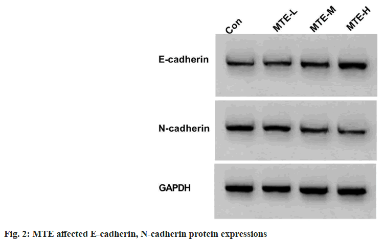 IJPS-cadherin