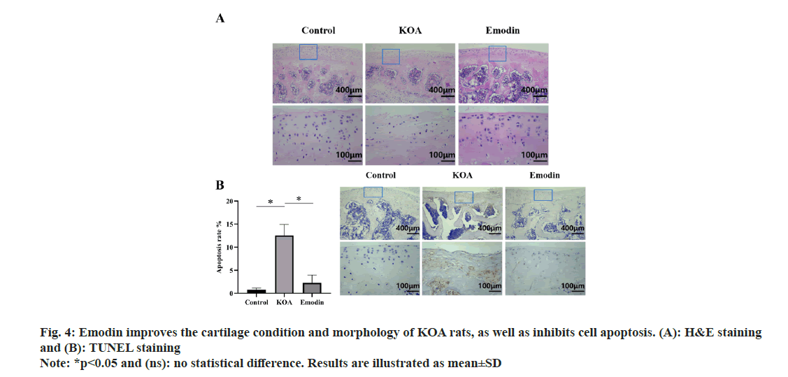IJPS-cartilage