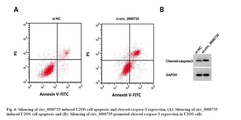 IJPS-caspase