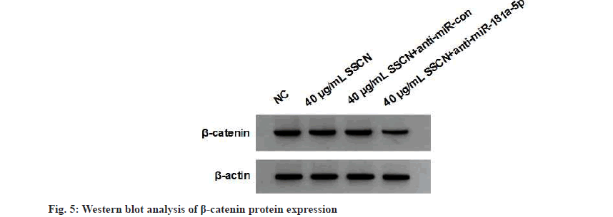 IJPS-catenin