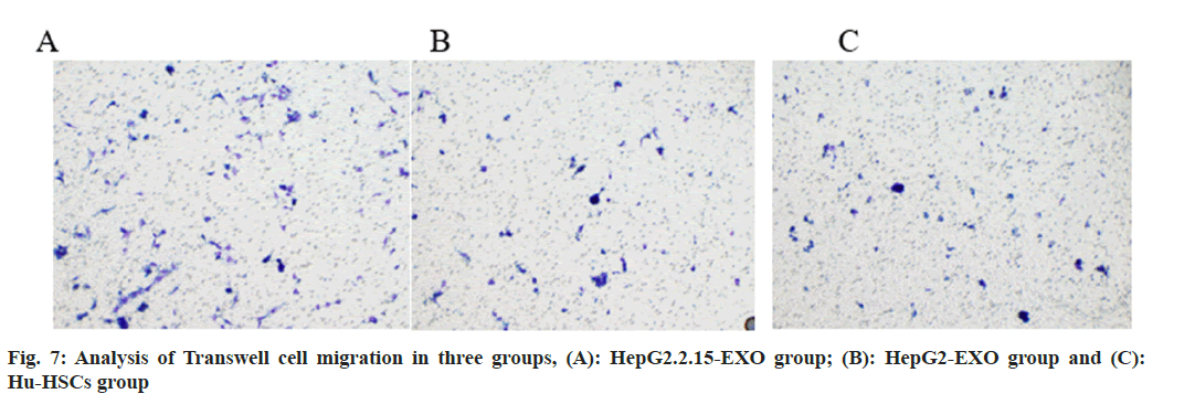 IJPS-cell-migration