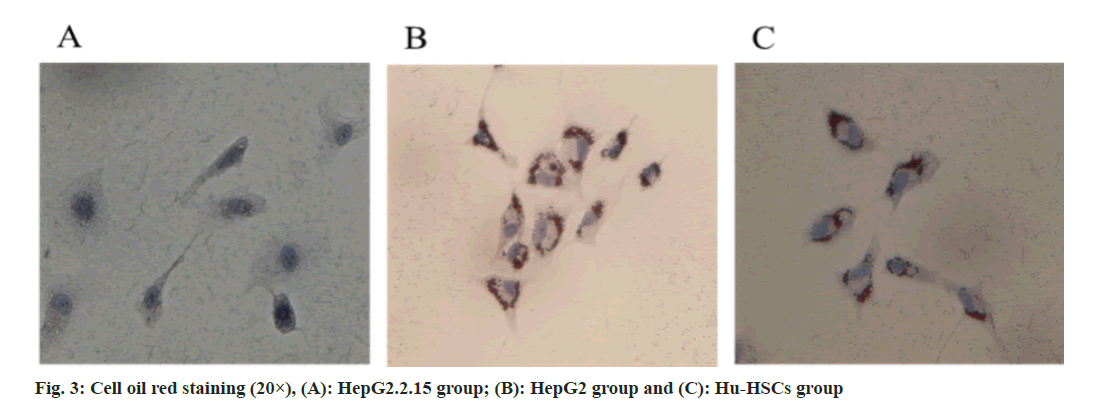 IJPS-cell-oil-red