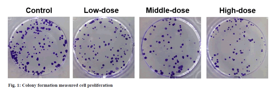 IJPS-cell-proliferation