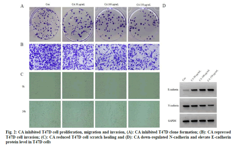 IJPS-cell-proliferation