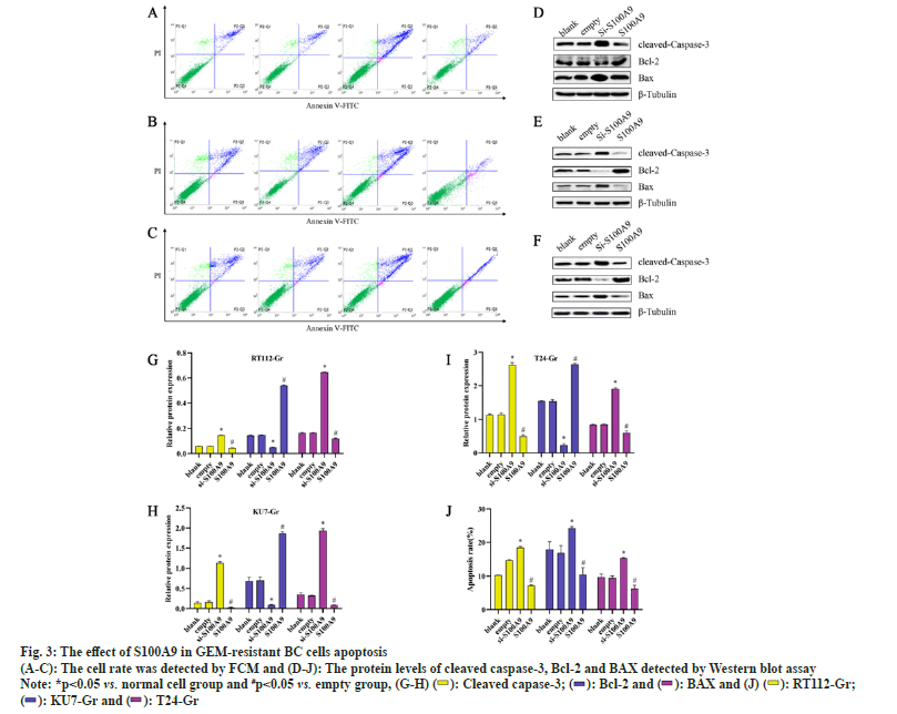 IJPS-cells-apoptosis