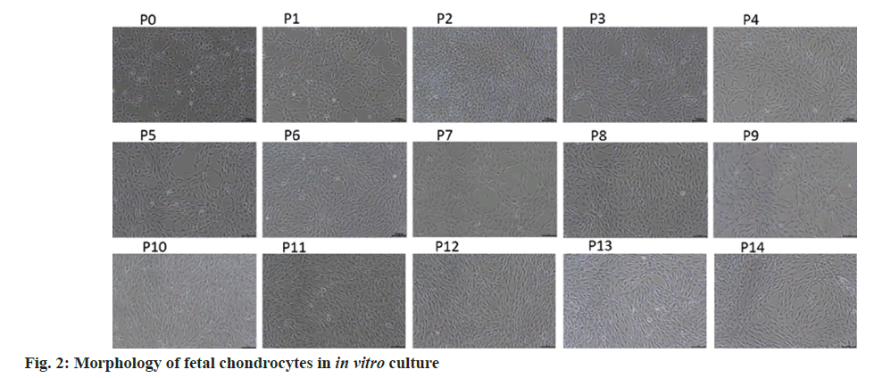 IJPS-chondrocytes